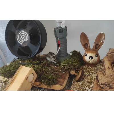 Habitat de roedor com elementos naturais e decorativos