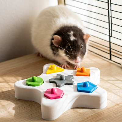 Brinquedo de puzzle em madeira para rato com formas coloridas e rato ao fundo