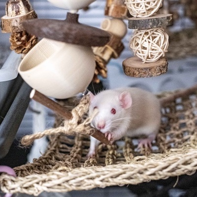 Rato branco numa gaiola com brinquedos pendurados e decoração de abóbora