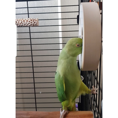 Papagaio verde pousado numa gaiola com barras pretas e dispositivo branco circular