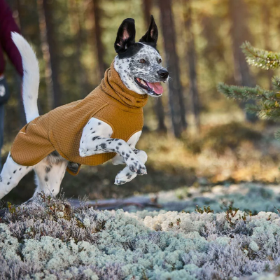 Cão a correr com casaco acolchoado castanho numa floresta