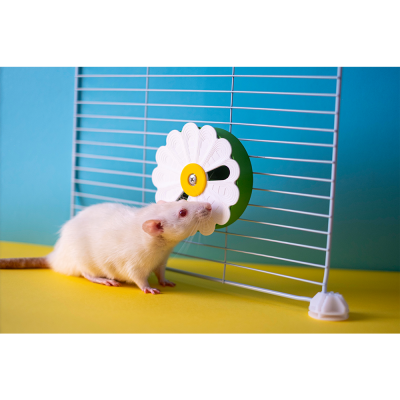 Rato branco a interagir com roda de brinquedo em estrutura metálica