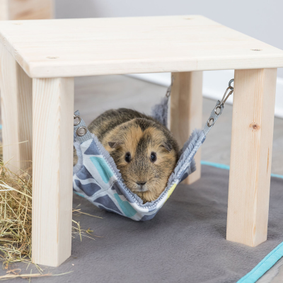 Porquinho-da-índia numa rede pendurada sob uma mesa de madeira clara com cobertor cinza.