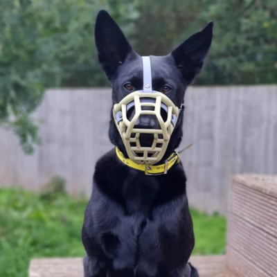 Cão preto com máscara de focinho de plástico creme sentado ao ar livre