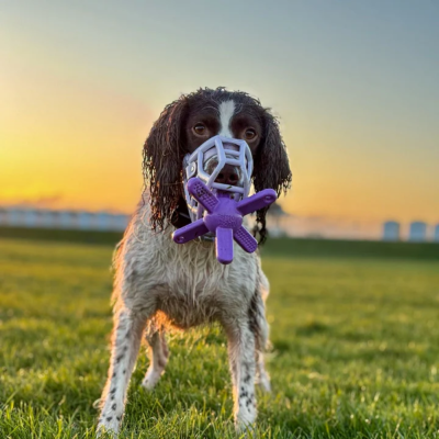 Cão com focinheira e brinquedo roxo no campo ao pôr do sol