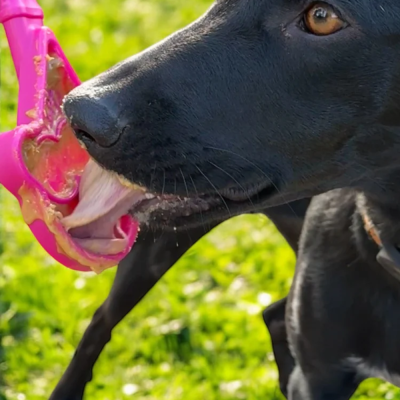 Cão preto a morder brinquedo rosa em relva verde