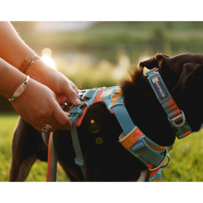 Coleira e peitoral coloridos para cão preto ao ar livre