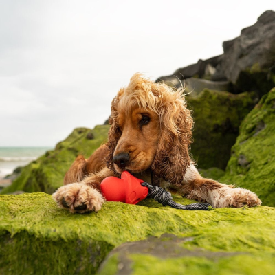 Cão com brinquedo vermelho de porco numa rocha verde junto ao mar