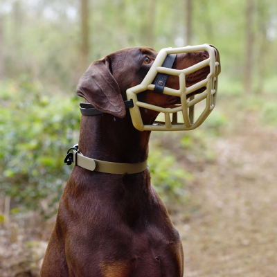 Doberman com focinheira bege e coleira bege ao ar livre numa floresta