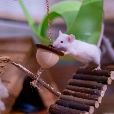 Rato branco em rampa de troncos a interagir com brinquedo pendurado de madeira e cortiça.