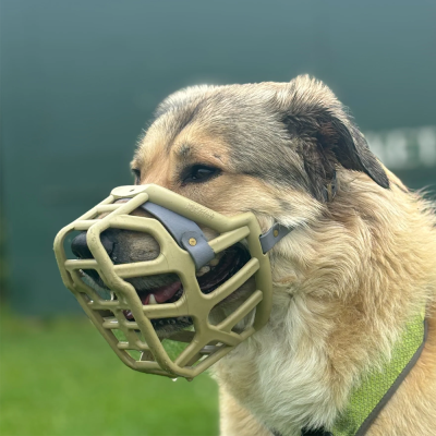 Cão com focinheira verde em ambiente exterior