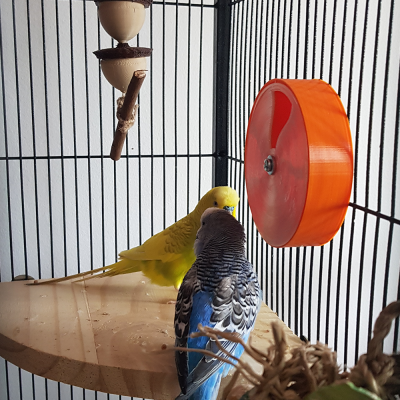 Gaiola com dois periquitos, roda laranja e brinquedos de madeira