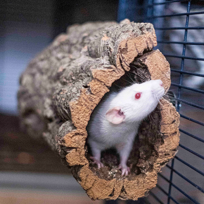 Rato branco dentro de túnel oco de casca de árvore em gaiola com barras azuis