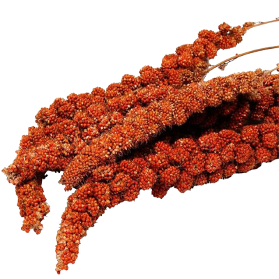 Espigas de painço avermelhado com grãos pequenos e numerosos