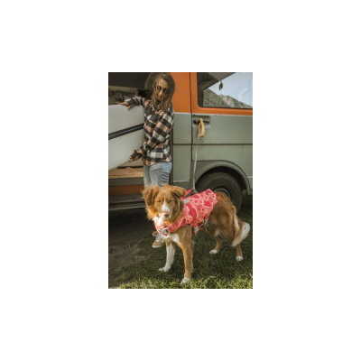 Cão com roupa rosa junto a carrinha cinzenta e pessoa