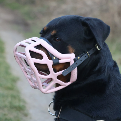 Cão com focinho de cesta rosa e correias pretas ao ar livre