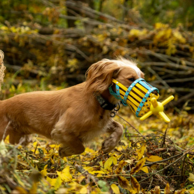 Cão castanho claro com focinheira azul e amarela segurando brinquedo amarelo ao ar livre