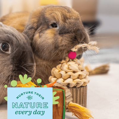Dois coelhos com brinquedos naturais e texto NURTURE THEIR NATURE every day