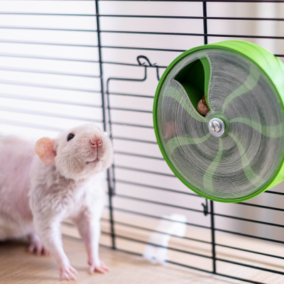 Rato branco dentro de gaiola com roda de exercício verde e cinza