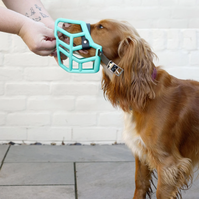 Cão castanho com focinheira azul turquesa e parede branca ao fundo