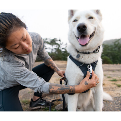 Cão branco com colete preto de trela ajustado por pessoa com tatuagens ao ar livre