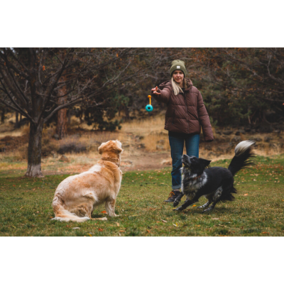 Mulher a brincar com dois cães num parque com brinquedo azul e amarelo.