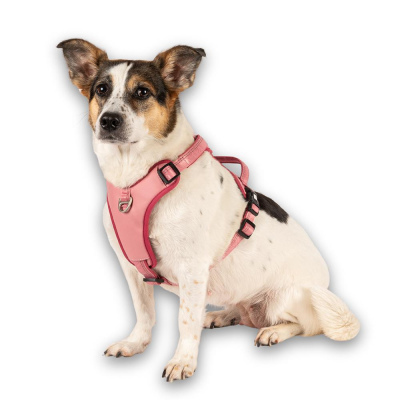 Cão com arnês cor-de-rosa sentado num fundo branco