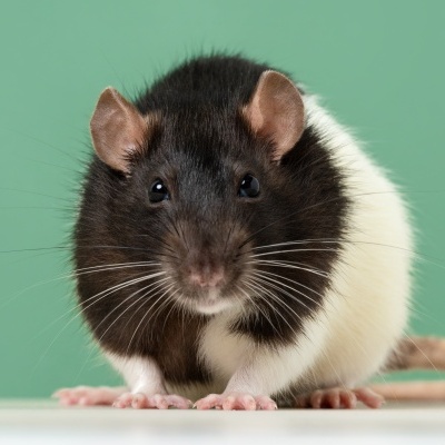 Rato preto e branco com fundo verde