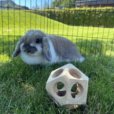 Coelho sentado em relva com brinquedo de madeira em formato geométrico