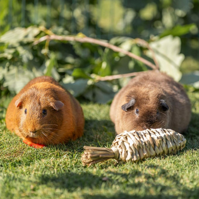 Dois porquinhos-da-índia na relva com brinquedo trançado