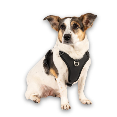 Cão com peitoral preto de tecido com argola metálica