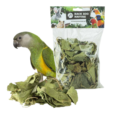 Pacote de folhas secas BACK ZOO NATURE com papagaio verde e amarelo ao lado