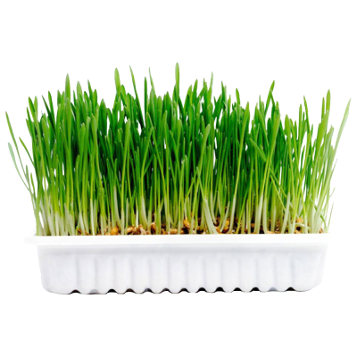 Trigo germinado em bandeja branca