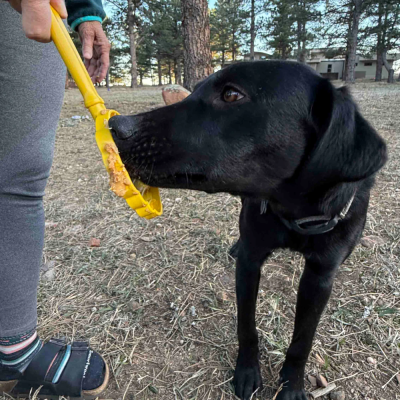Brinquedo para dentes amarelo para cão, pessoa a segurar, cão preto a cheirar, árvore e chão seco exterior