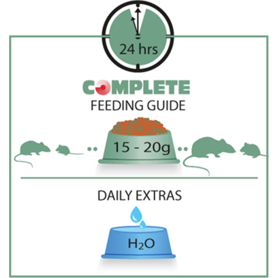 Guia de alimentação completa para ratos com ração e água
