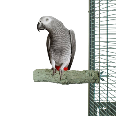 Papagaio cinzento num poleiro verde ao lado de uma gaiola metálica