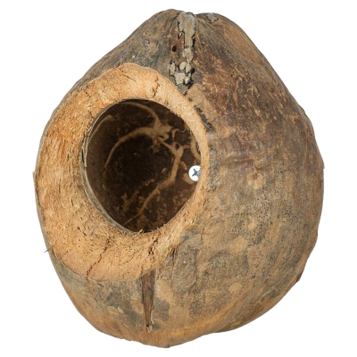 Casca de coco seca com buraco grande e textura rugosa