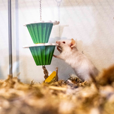 Rato branco com brinquedo verde suspenso em gaiola
