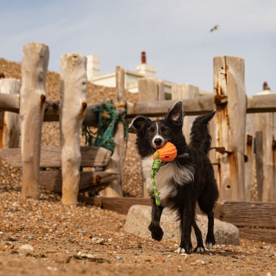 Cão preto e branco com brinquedo laranja na boca na praia