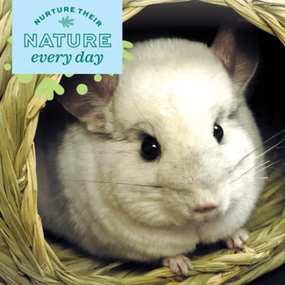 Chinchila branca dentro de toca de palha com cartão verde escrito NURTURE THEIR NATURE every day