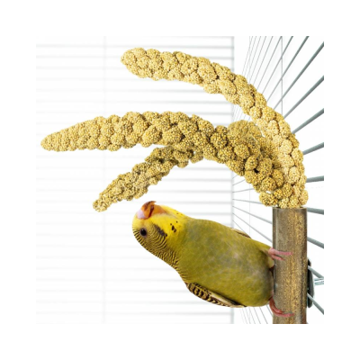 Periquito verde e amarelo nas grades de uma gaiola branca junto a espigas de millet.