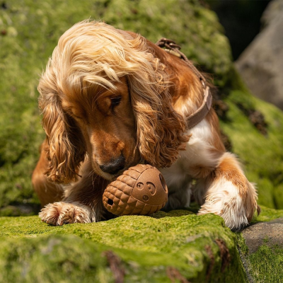 Cão com coleira segurando brinquedo em forma de bolota na relva