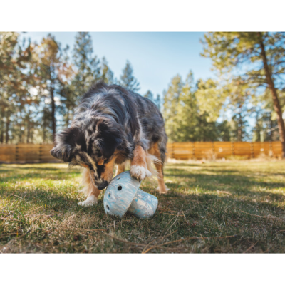 Cão a brincar com brinquedo em forma de cogumelo azul em jardim exterior