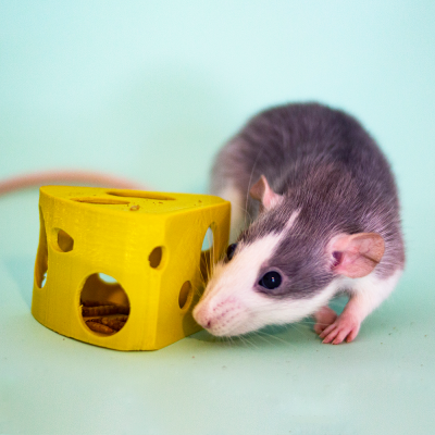 Rato cinzento com branco junto a brinquedo amarelo em forma de queijo