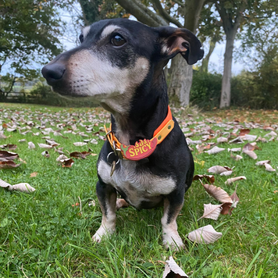 Cão com coleira vermelha e laranja com etiqueta SPICY em relvado com folhas secas