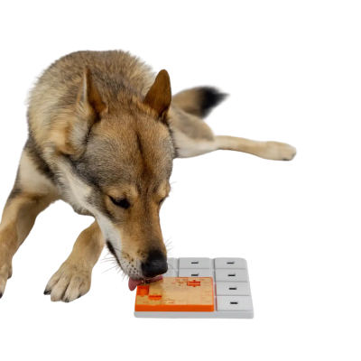 Cão a interagir com brinquedo ou tabuleiro de enigmas para pets