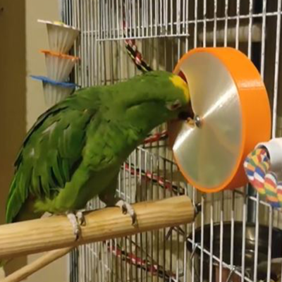 Pássaro verde na gaiola a brincar com brinquedo redondo laranja e prata