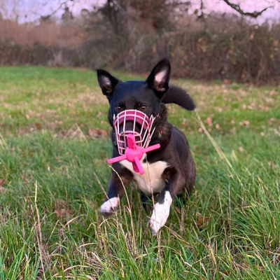 Focinho de metal rosa para cão usado em cachorro preto e branco na relva