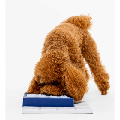 Cão castanho encaracolado a cheirar teclado branco e azul