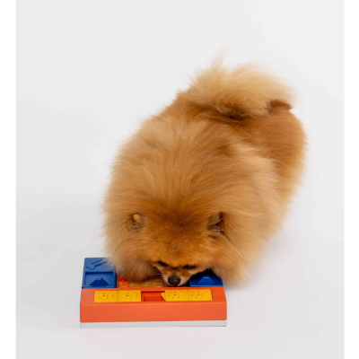 Cão Pomerânia castanho claro com brinquedo de plástico colorido num fundo branco